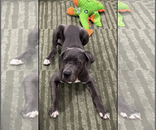 Medium Photo #5 Neapolitan Mastiff-Unknown Mix Puppy For Sale in Brooklyn, NY, USA