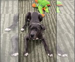 Small #4 Neapolitan Mastiff Mix