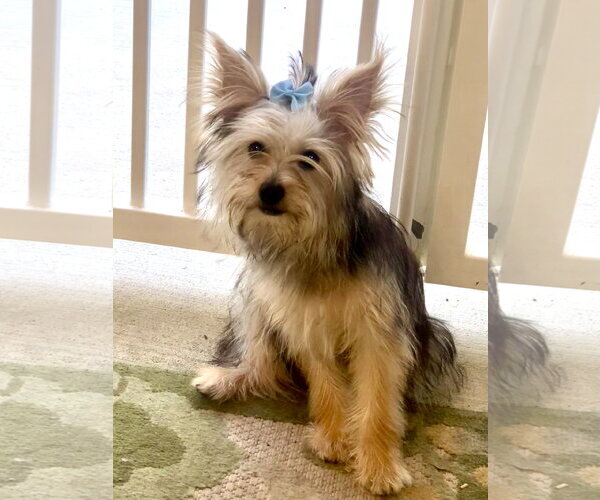 Medium Photo #2 Shih Tzu-Unknown Mix Puppy For Sale in Santa Clarita, CA, USA