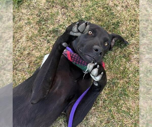 Medium Photo #8 Labrador Retriever-Unknown Mix Puppy For Sale in San Diego, CA, USA