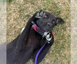 Small #7 Labrador Retriever Mix