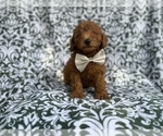 Small Goldendoodle (Miniature)