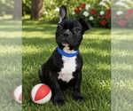 Small French Bulldog