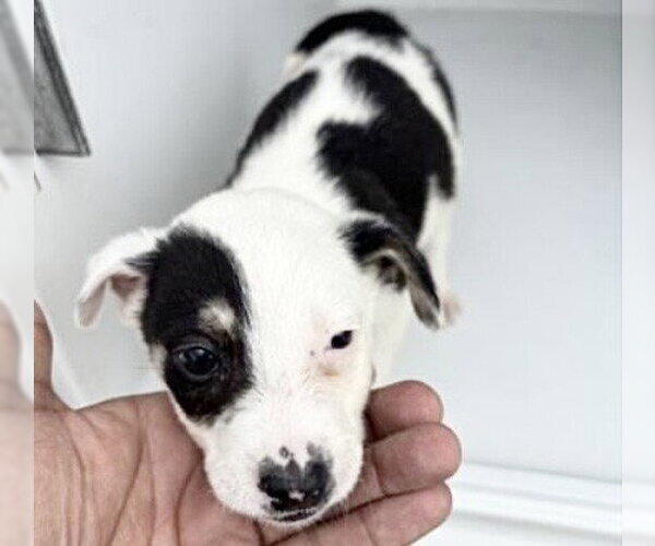 Medium Photo #1 Bearded Collie-Unknown Mix Puppy For Sale in Houston, TX, USA