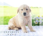 Small #5 Golden Retriever