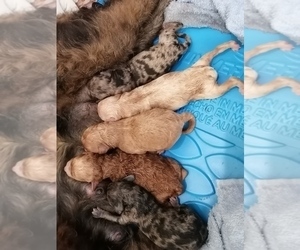 Aussiedoodle Miniature Puppy for sale in SPOKANE, WA, USA