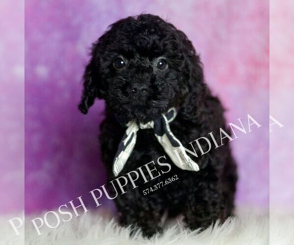 Medium Photo #5 Poodle (Miniature) Puppy For Sale in WARSAW, IN, USA