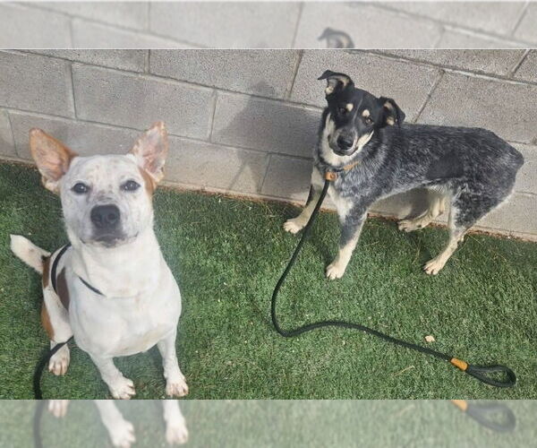 Medium Photo #4 Mutt Puppy For Sale in Lakewood, CO, USA