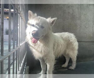 Samoyed-Unknown Mix Dogs for adoption in Pasadena, CA, USA