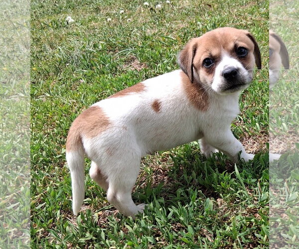 Medium Photo #1 Dachshund-Unknown Mix Puppy For Sale in Brooklyn Center, MN, USA