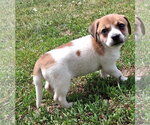 Small Dachshund Mix
