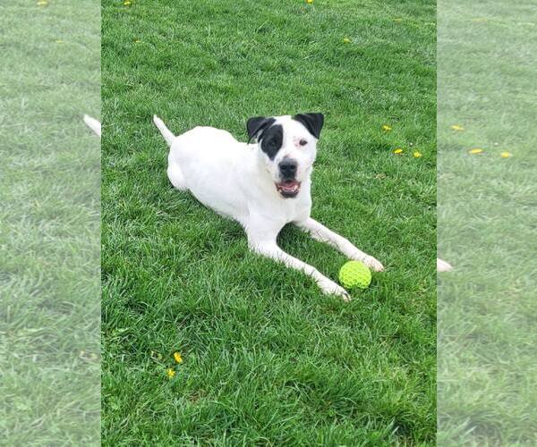 Medium Photo #8 Mutt Puppy For Sale in Rootstown, OH, USA