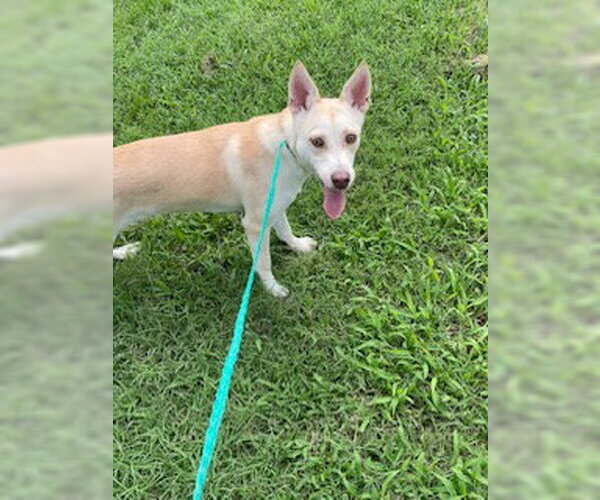 Medium Photo #2 Siberian Husky-Unknown Mix Puppy For Sale in Raleigh, NC, USA