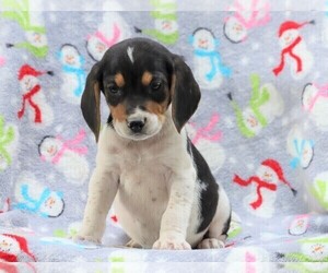 Beagle-Treeing Walker Coonhound Mix Puppy for sale in FREDERICKSBG, OH, USA