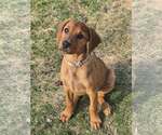 Small #2 Dachshund-Doberman Pinscher Mix