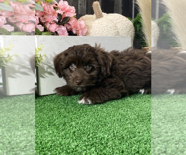 Medium Photo #2 Havanese Puppy For Sale in CANOGA, NY, USA