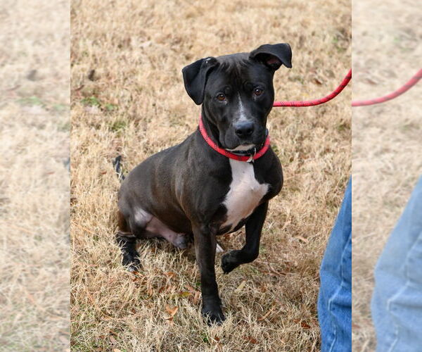 Medium Photo #2 Mutt Puppy For Sale in Glen Allen, VA, USA