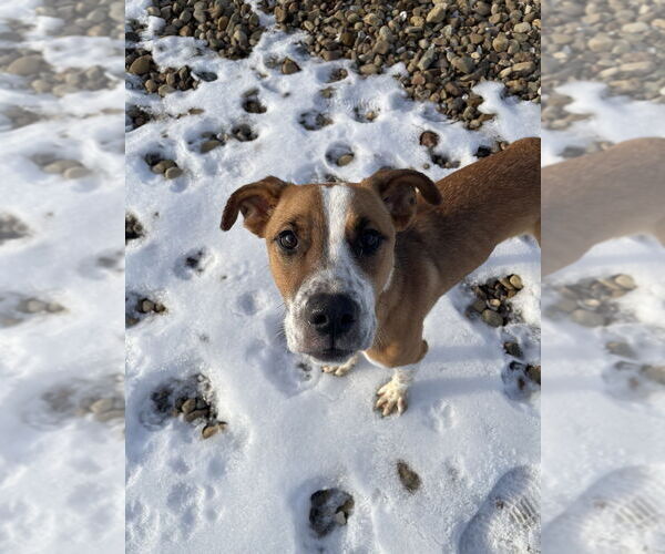 Medium Photo #4 Mutt Puppy For Sale in Evansville, IN, USA