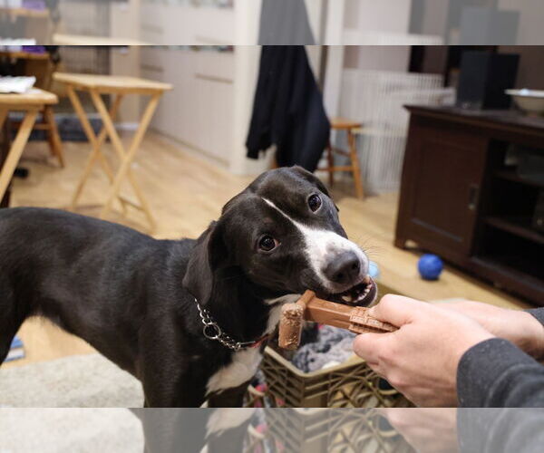 Medium Photo #3 Borador Puppy For Sale in Oakhurst, NJ, USA