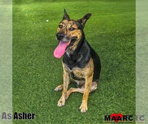 Asher - Male Jack Russell Terrier-Mountain Cur Mix Dog for Adoption - Photo #2