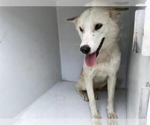 Huskies -Unknown Mix Dogs for adoption in Houston, TX, USA