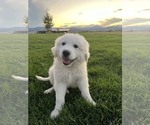 Small Photo #1 Great Pyrenees Puppy For Sale in LOVELAND, CO, USA