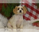 Small Photo #4 Cavachon Puppy For Sale in ELDORADO, OH, USA