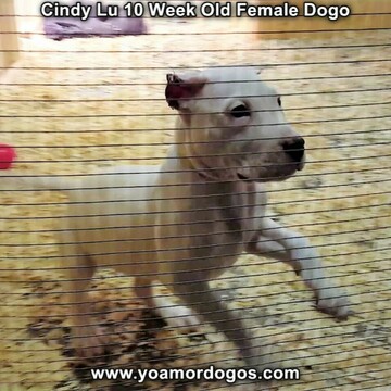 Medium Photo #90 Dogo Argentino Puppy For Sale in PINEVILLE, MO, USA