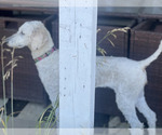 Small Photo #1 Poodle (Standard) Puppy For Sale in SACRAMENTO, CA, USA