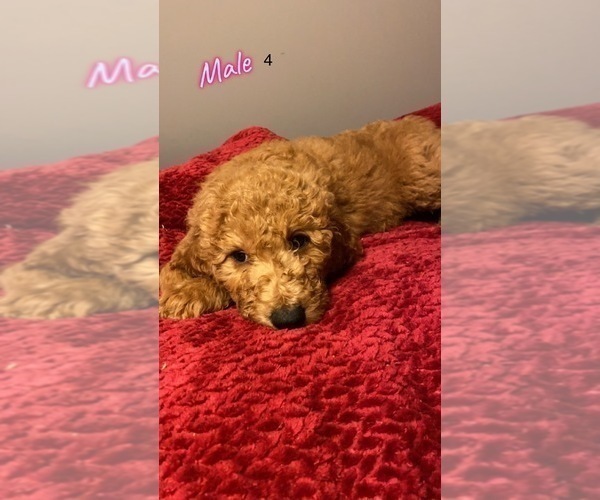 Medium Photo #13 Goldendoodle Puppy For Sale in NORTH VERNON, IN, USA