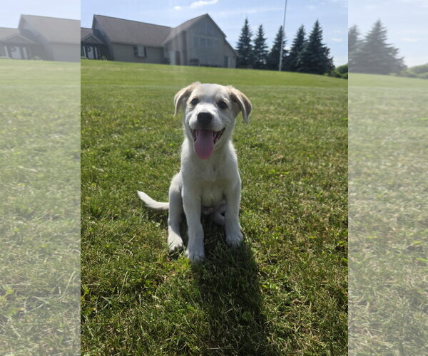 Medium Photo #2 Aussiedor Puppy For Sale in SHERBURNE, NY, USA