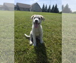 Small Photo #2 Aussiedor Puppy For Sale in SHERBURNE, NY, USA