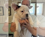 Small #1 French Bulldog