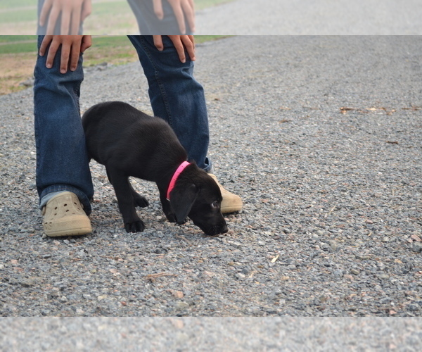 Medium Photo #3 Labrador Retriever Puppy For Sale in GREENWOOD, WI, USA