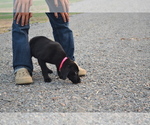 Small #2 Labrador Retriever