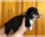 Small Photo #2 Pembroke Welsh Corgi Puppy For Sale in BELLEVUE, MI, USA