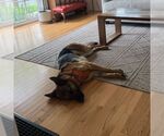 Small #2 German Shepherd Dog