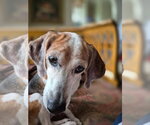 Small #8 Beagle