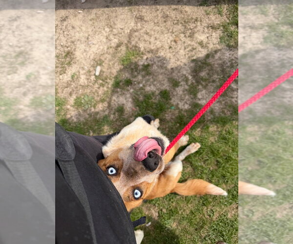 Medium Photo #4 Border Collie-Unknown Mix Puppy For Sale in Pierceton , IN, USA