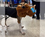 Small #3 Treeing Walker Coonhound Mix