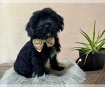 Small #5 YorkiePoo