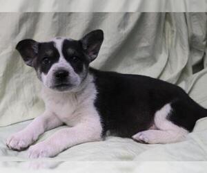 Mutt Dogs for adoption in Thief River Falls, MN, USA