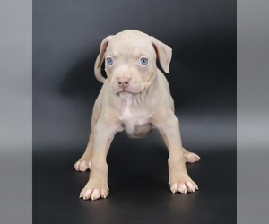 American Bully Puppy for sale in CHAMPAIGN, IL, USA