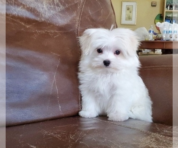 Medium Photo #2 Maltese Puppy For Sale in SANTA CLARITA, CA, USA