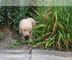Puppy Rain Golden Retriever