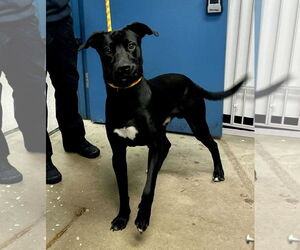 Knox - Male Borador Dog for Adoption - Photo #2