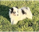 Small #14 Shetland Sheepdog