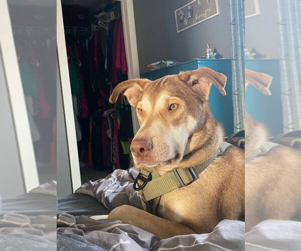 Medium Photo #4 Siberian Husky-Unknown Mix Puppy For Sale in Calgary, Alberta, Canada