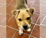 Small #7 Labrador Retriever Mix