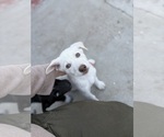 Puppy Puppy 4 Labrador Retriever-Siberian Husky Mix